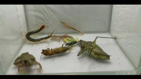 poison centipede