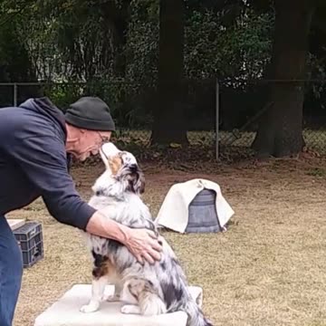 Circuit Training and Practice shorts 3