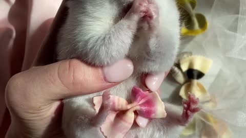 Cute hamster eating everything