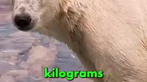 Polar Bear- Largest Land Carnivore