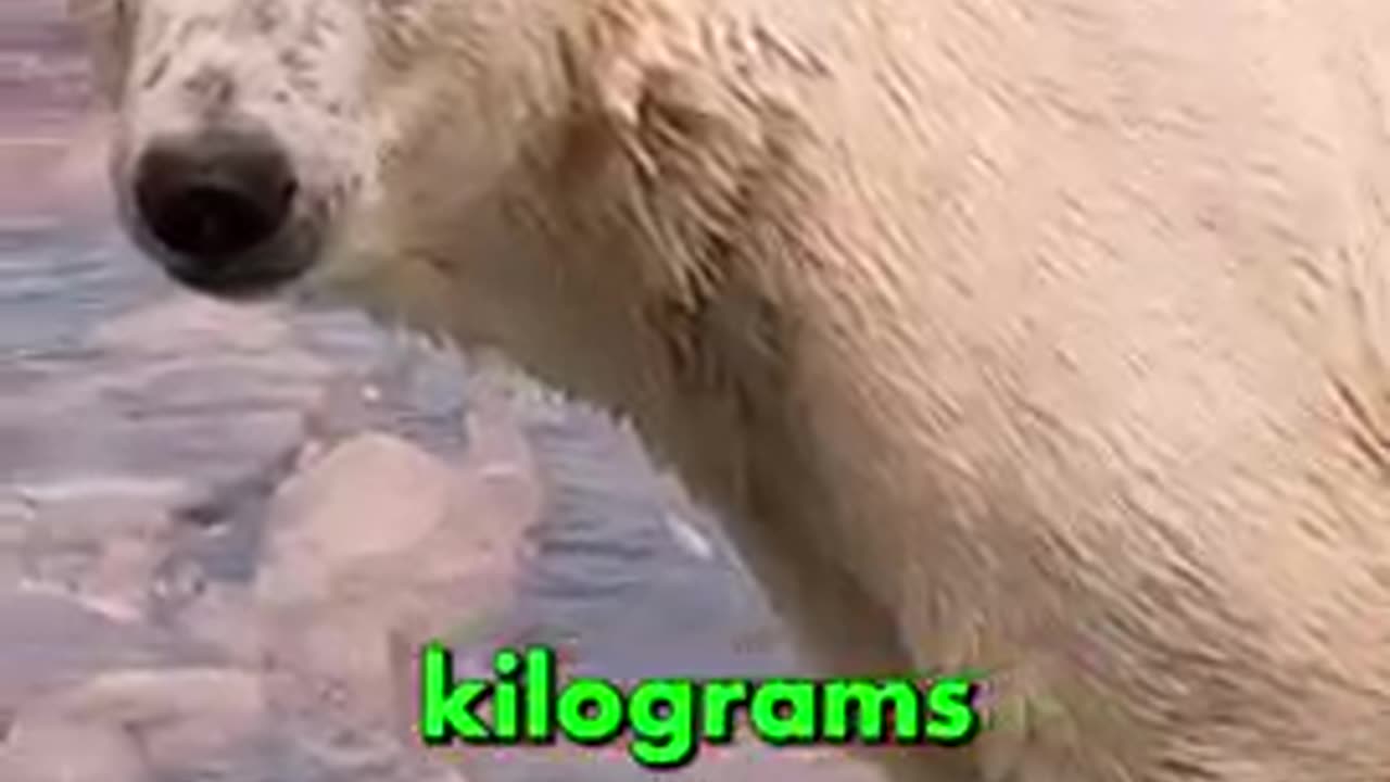 Polar Bear- Largest Land Carnivore