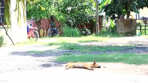 Funny dog and funny mana