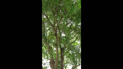 Hanging out in the park with huge trees