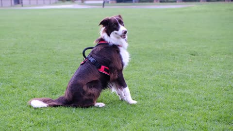 Beautiful dog wanting to play🐕