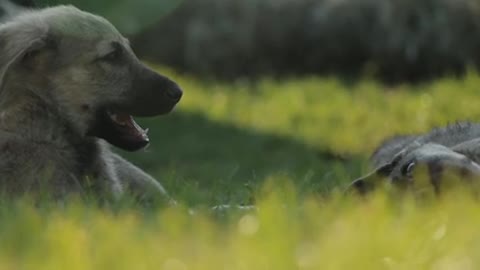 Dogs playing and having fun in the garden