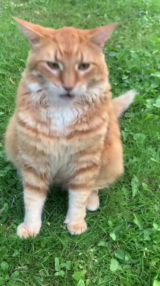 Collection of cute cats part 1