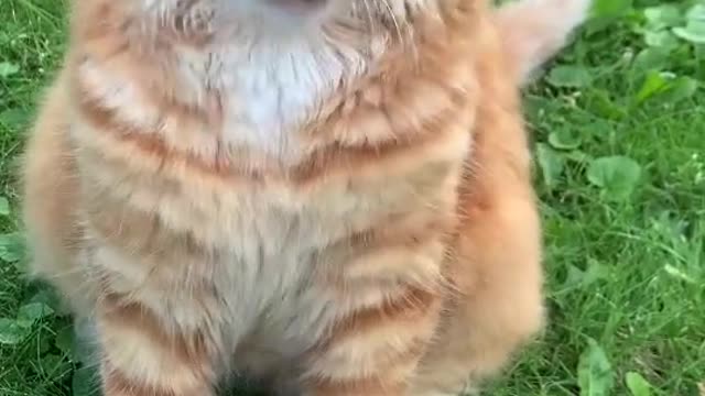 Collection of cute cats part 1