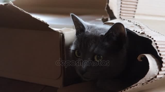 Grey Cat Laying In A Box