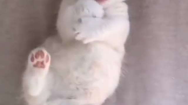 Cute and funny cat video