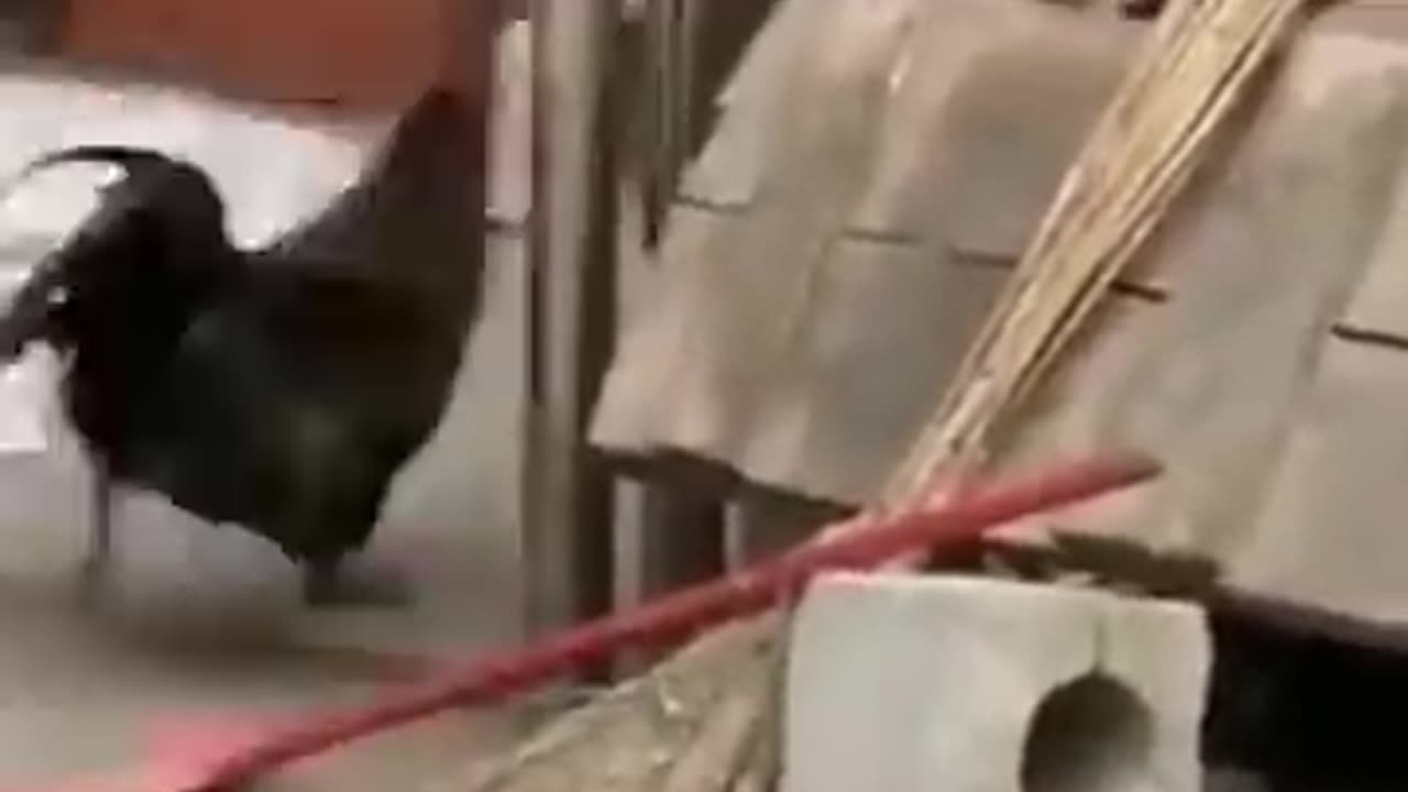 Crazy Dog and Chicken Fight