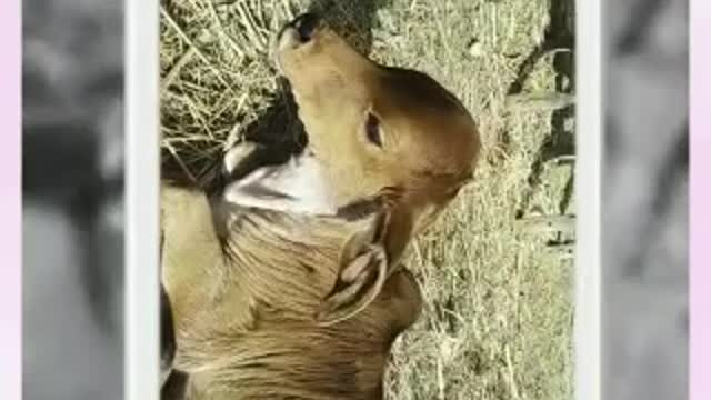 A newly borned cow cub