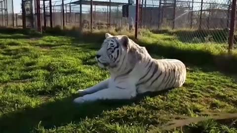 Some argument and funny video of Tigers and lion 🦁