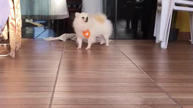 Lulu da Pomerana brava