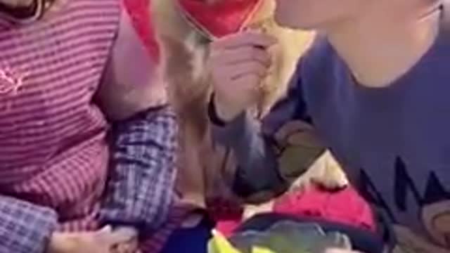 Funny dog video awesome