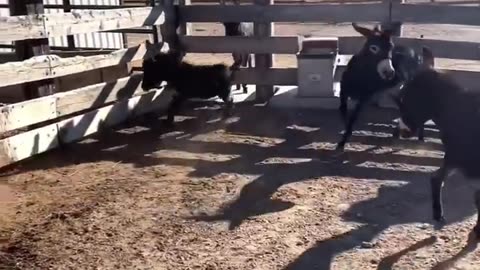 Funny animals 😄 funny animals dancing 💃😄, funny animals fighting 😄