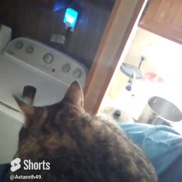 Astaroth49's Crazy Cats. Clint, I need to go to work. #catvideos