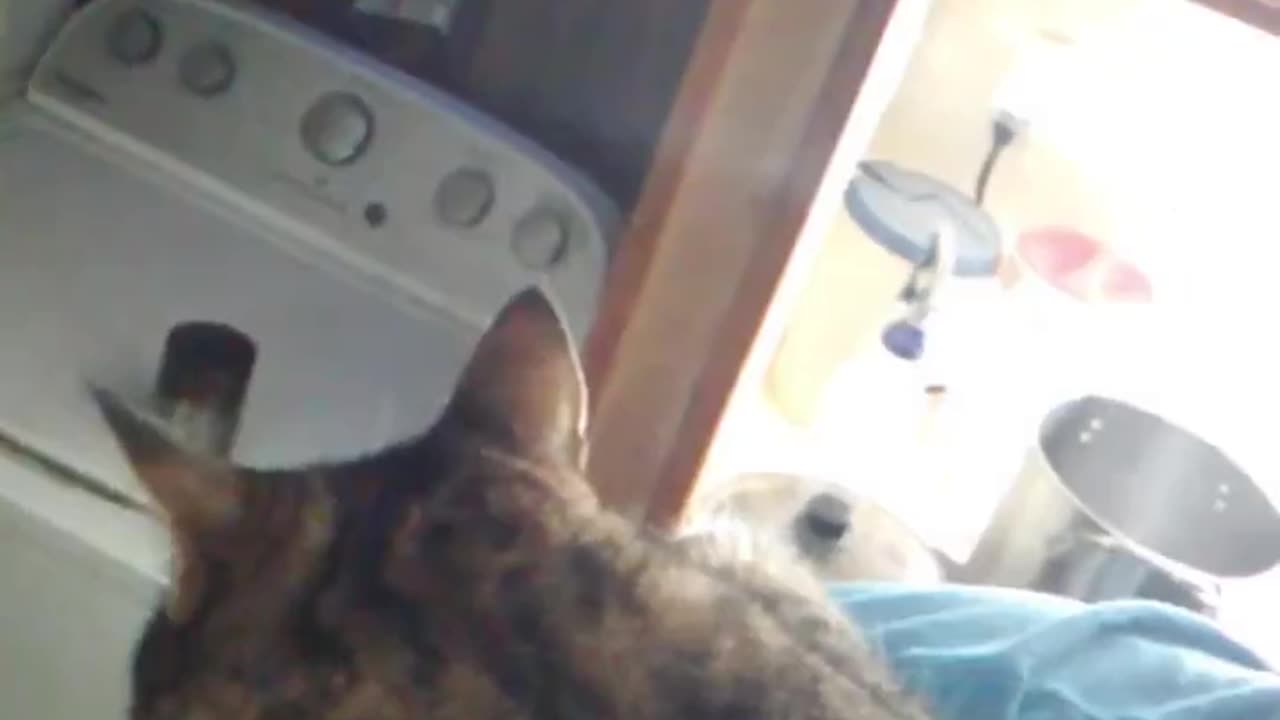 Astaroth49's Crazy Cats. Clint, I need to go to work. #catvideos