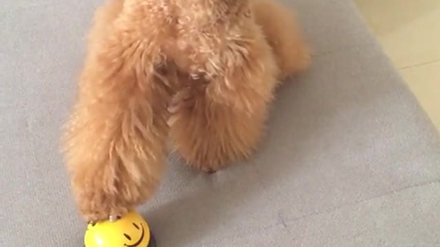 little teddy fun