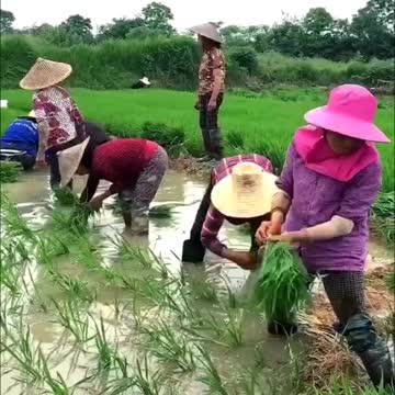 Peasants planting rice