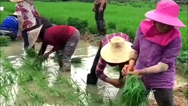 Peasants planting rice