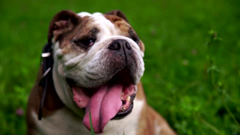 beautiful champion male english bulldog standing in the grass