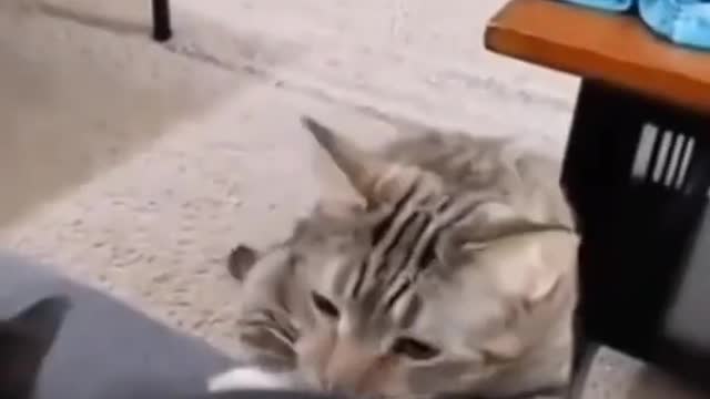 Funny cats