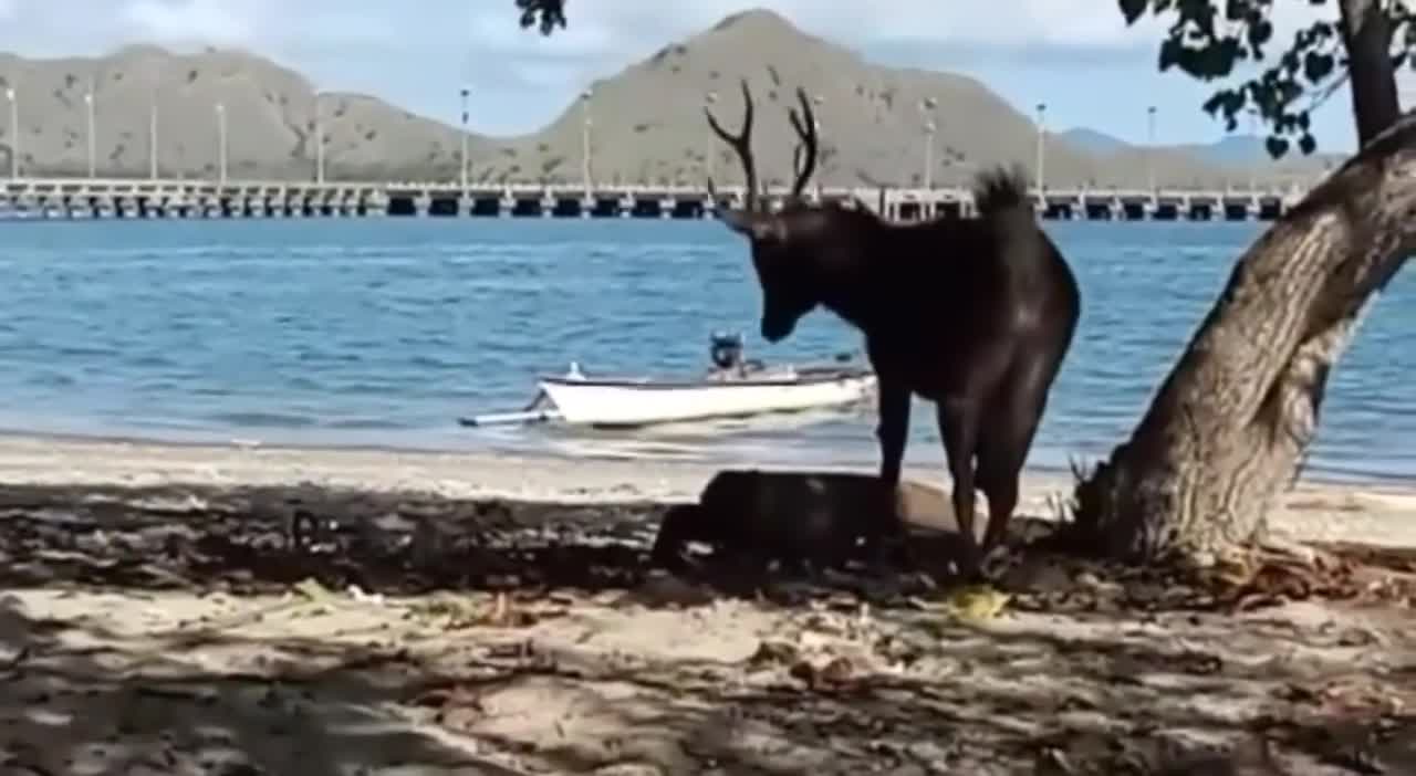Avatar image KOMODO ISLAND Komodo Dragon Chasing and Eat Alive Deer On The Beach.