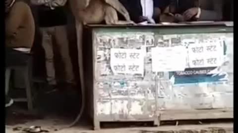 Monkey fighting with people