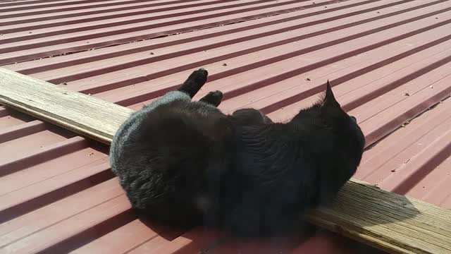 Black cat enjoying the sun...