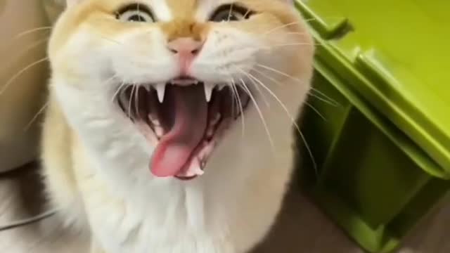 Cute cat Cute cat shorts Cute cat funny videos