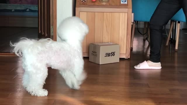 Bichon Frise and mom