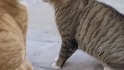 are they talking or fighting theese cats