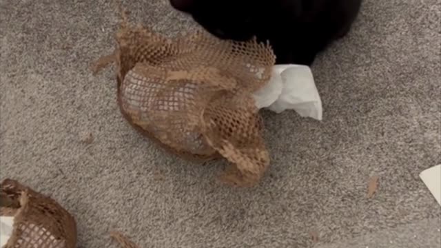 Adopting a Cat from a Shelter Vlog - Precious Piper Loves to Tear Up Packing Material #shorts