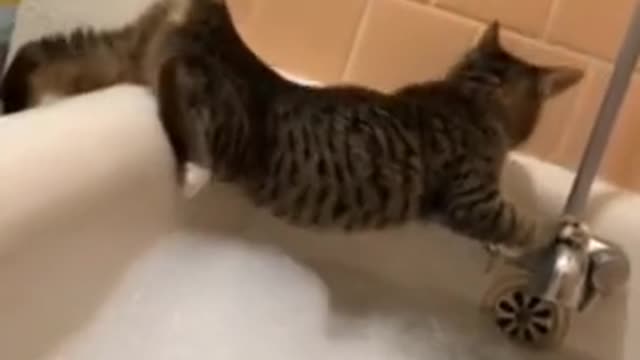 Cat funny 🤣🤣