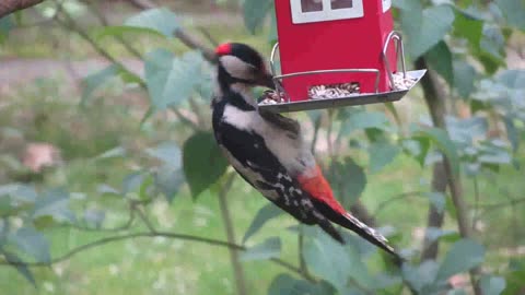 A Woodpecker Perched And Eating On A Bird Food Dispenser Hanging By A Tree Plant