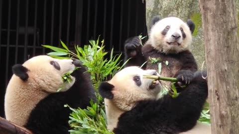 Panda's life
