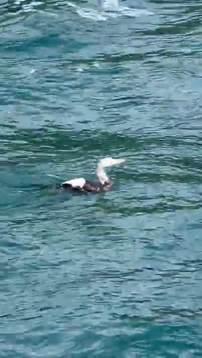 Duck Frees Itself From Foam
