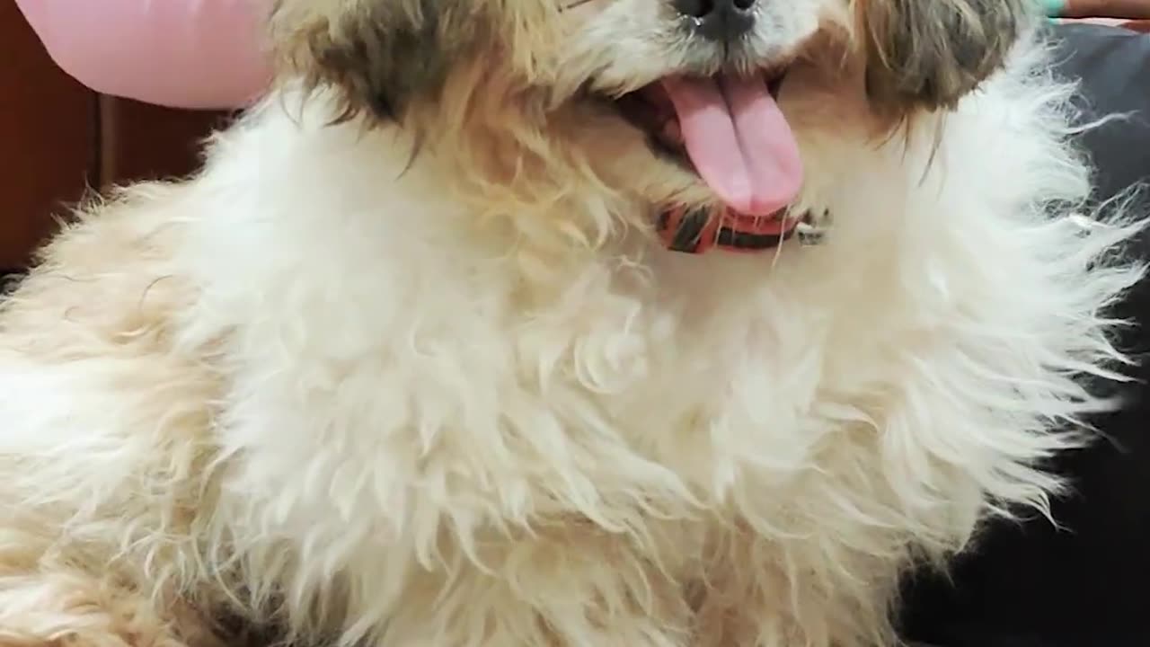 Do Shih Tzu Eat a Lot