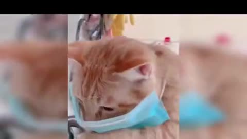 Funny Cat videos 🤣🤣🤣🤣