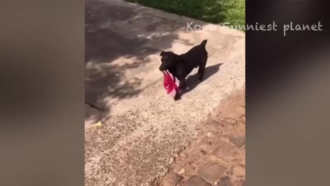 Funny Dogs And Cats Videos