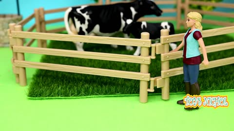 Two Dairy Cows in Pen are Feed a Lot to Get Quality Milk