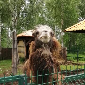 Beautiful camel in the zoo.