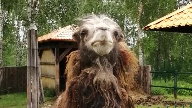 Beautiful camel in the zoo.