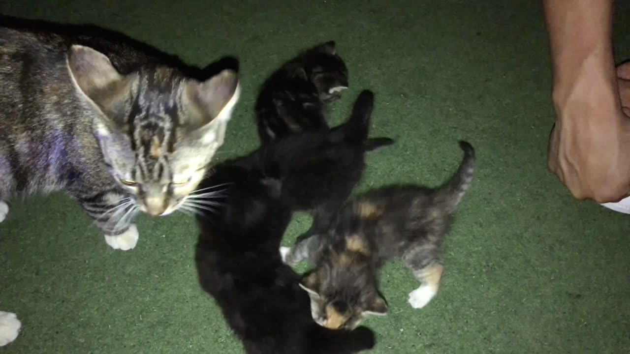 Baby Kittens Meowing & Playing with Mom