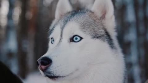 The most beautiful eyes of the Husky🐺