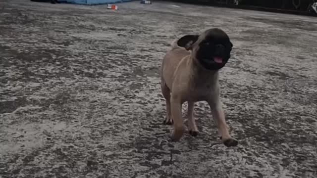 pug puppy slow motion