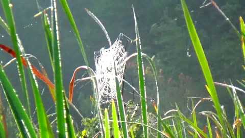 Spider Web