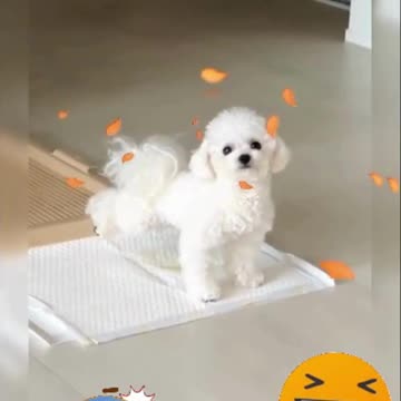 "The Most Amazing Dogs You’ll Ever See!"