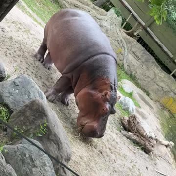Toronto zoo hippopotamus