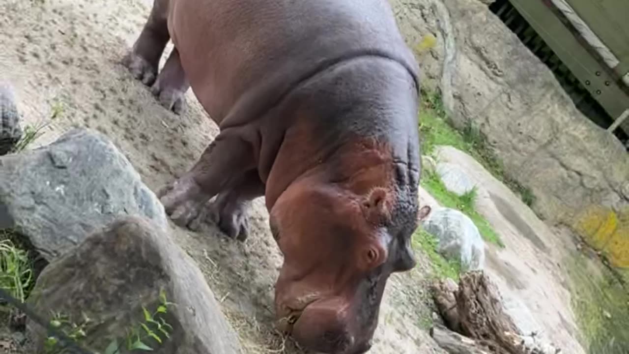 Toronto zoo hippopotamus